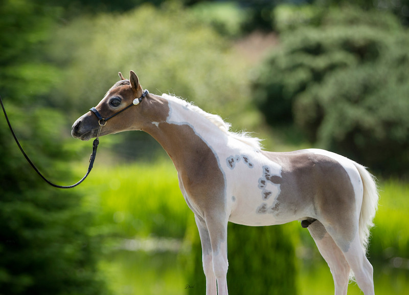 Horse gallery photo 10