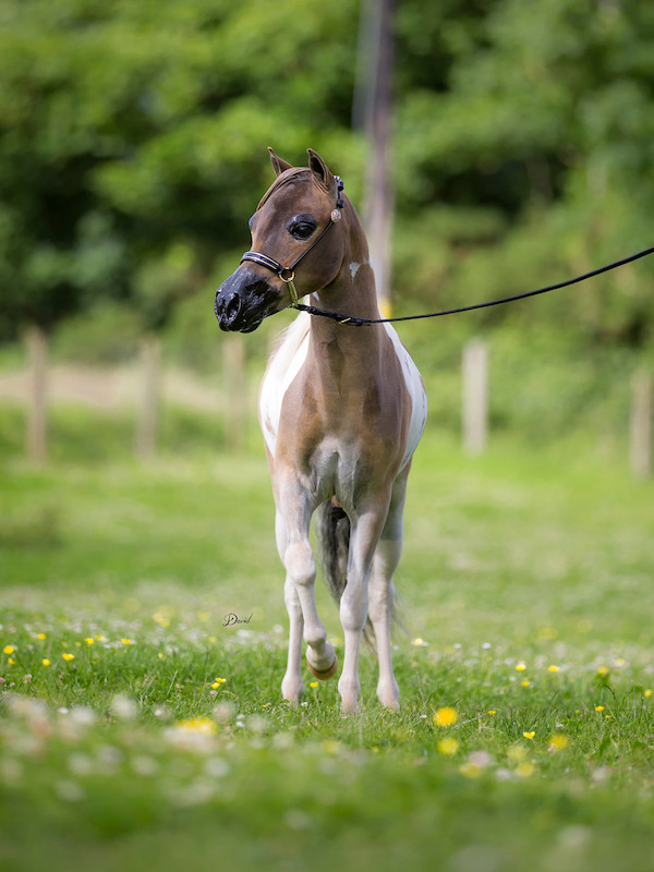 Horse gallery photo 4