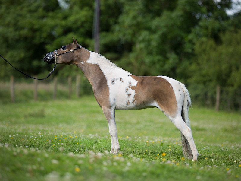 Horse gallery photo 3
