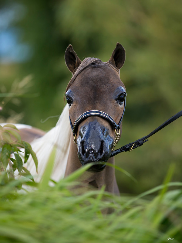 Horse gallery photo 1