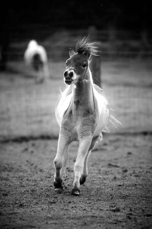 Horse gallery photo 5