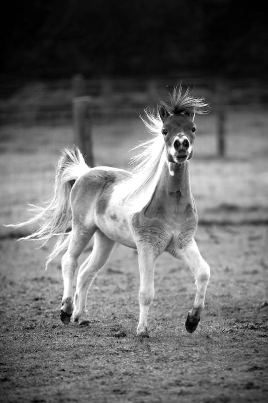 Horse gallery photo 15