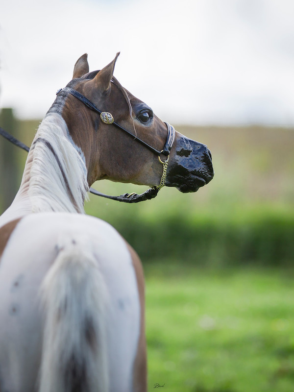 Horse gallery photo 13