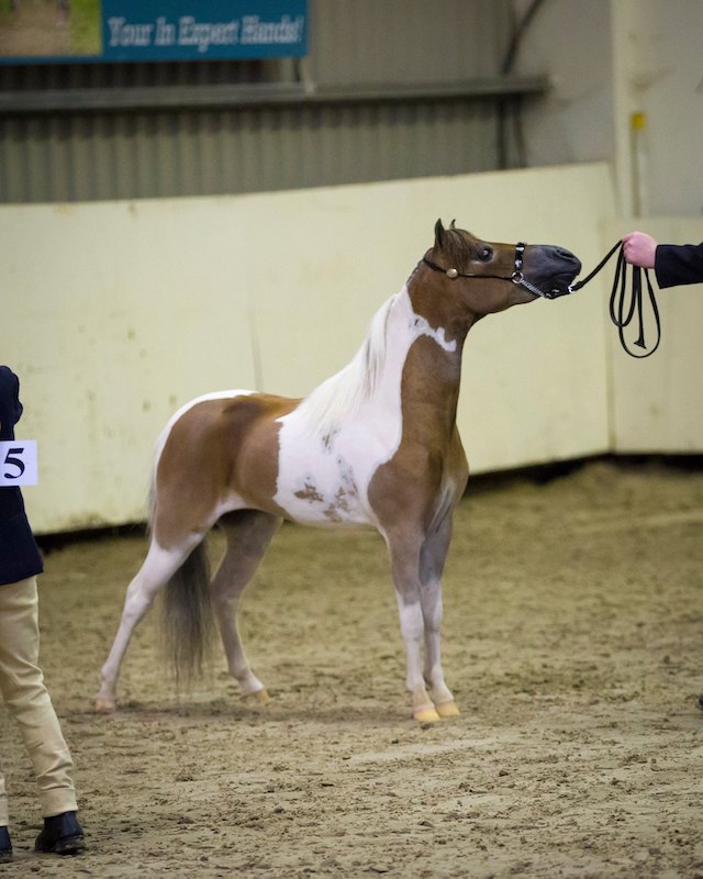 Horse gallery photo 12