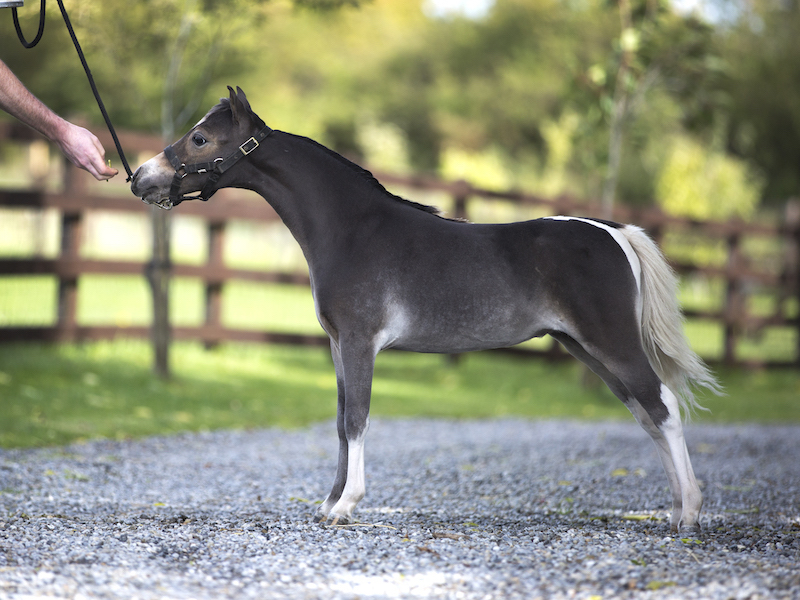 Horse gallery photo 1