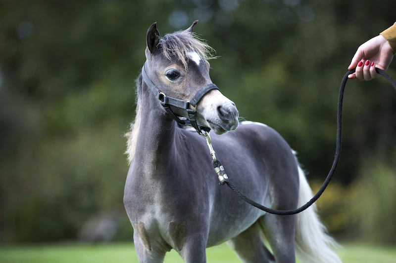 Horse gallery photo 4