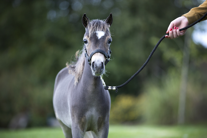 Horse gallery photo 2