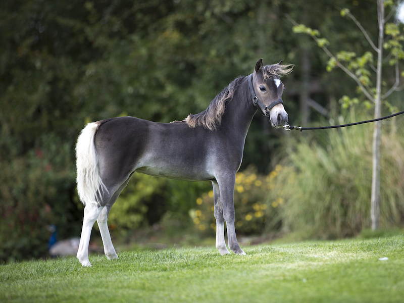 Horse gallery photo 3