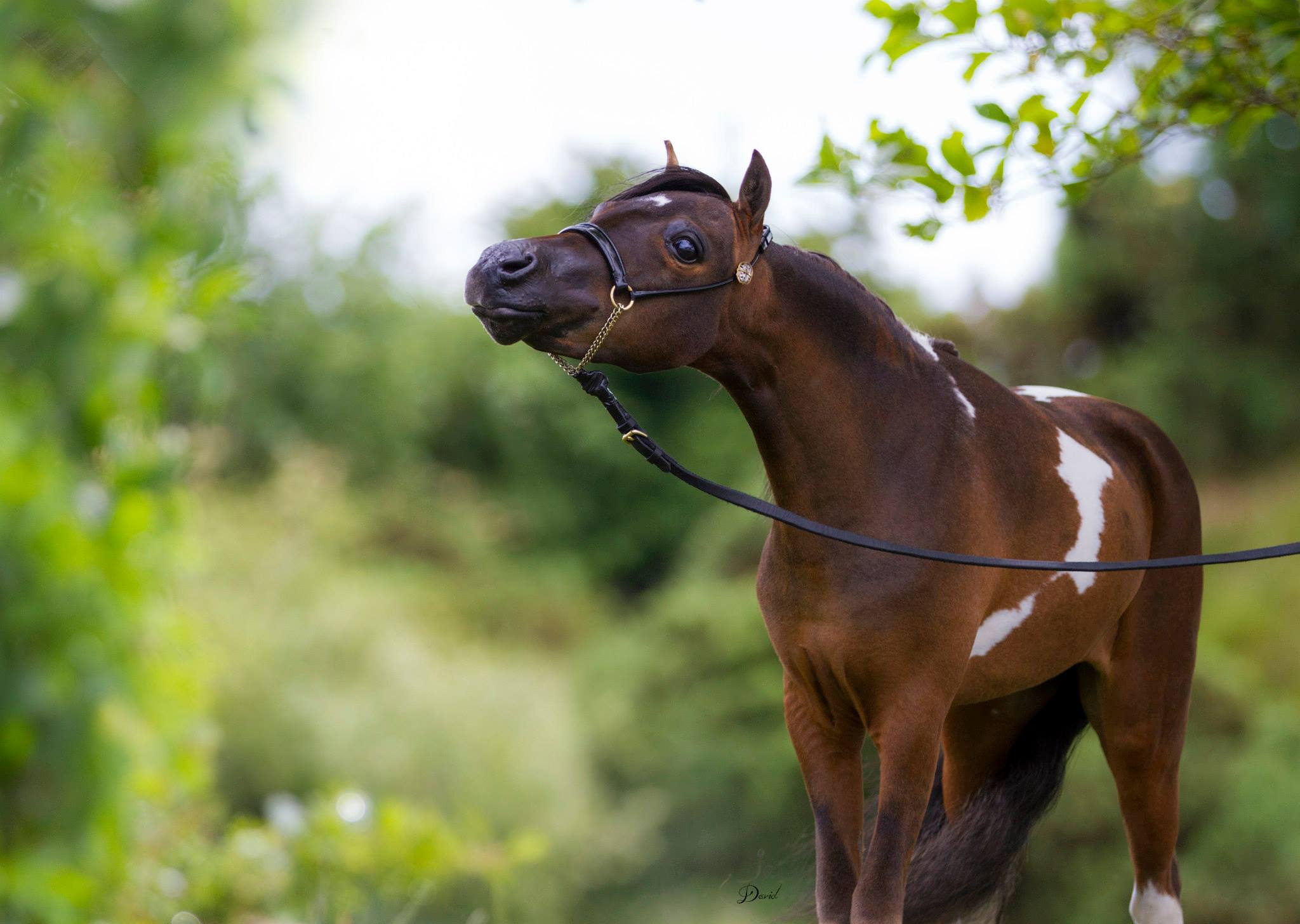 Horse gallery photo 5