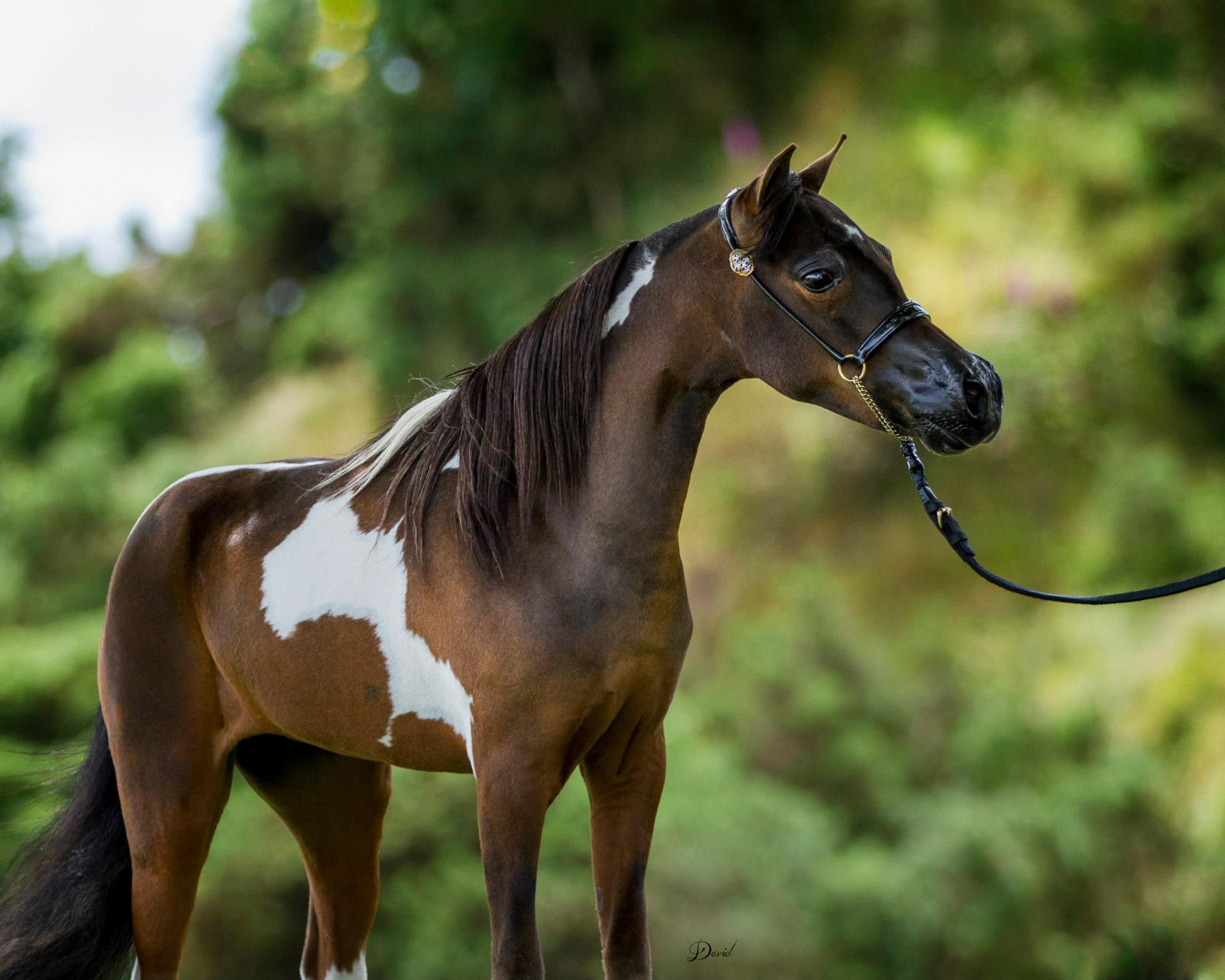 Horse gallery photo 4