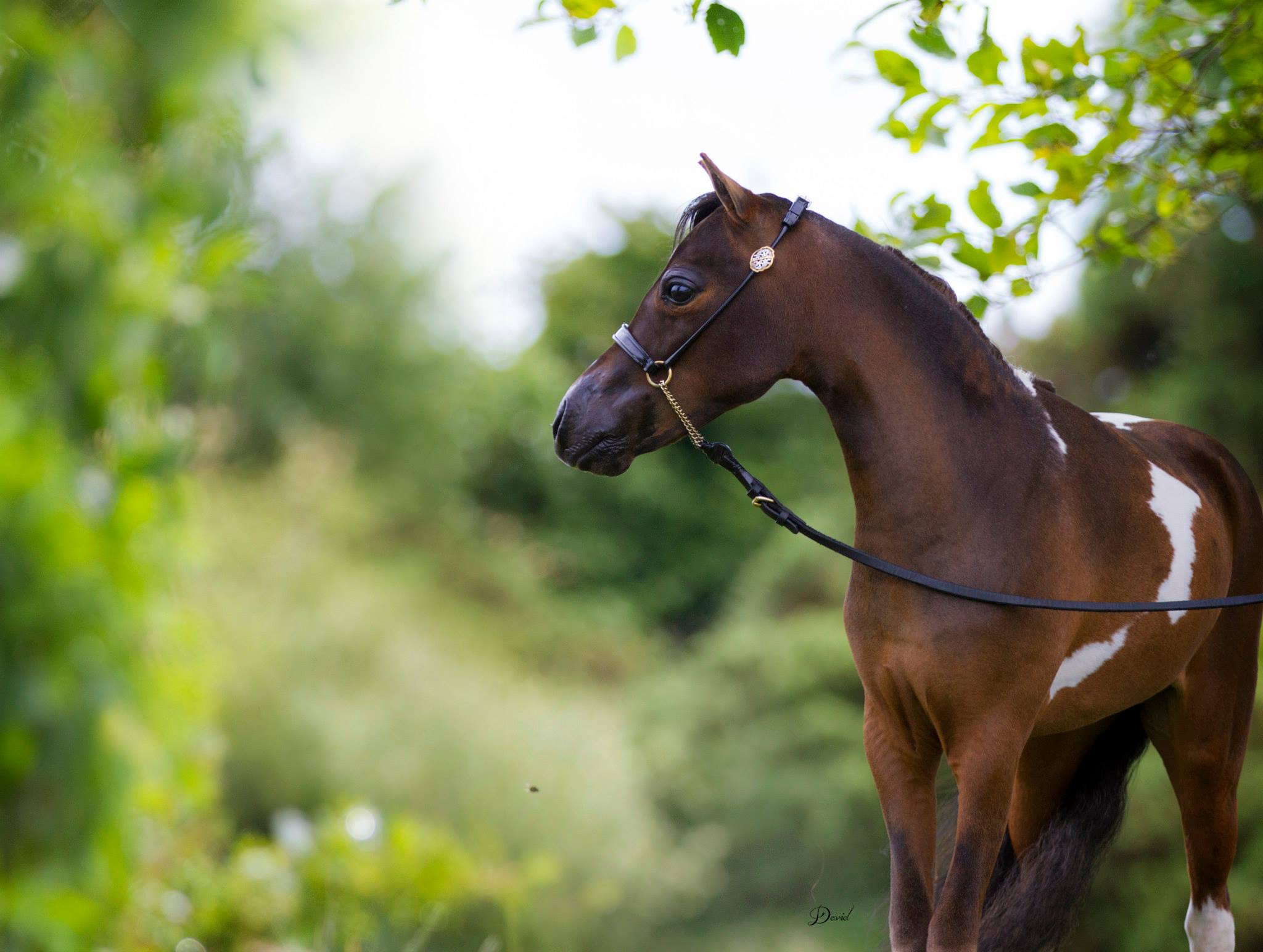 Horse gallery photo 1