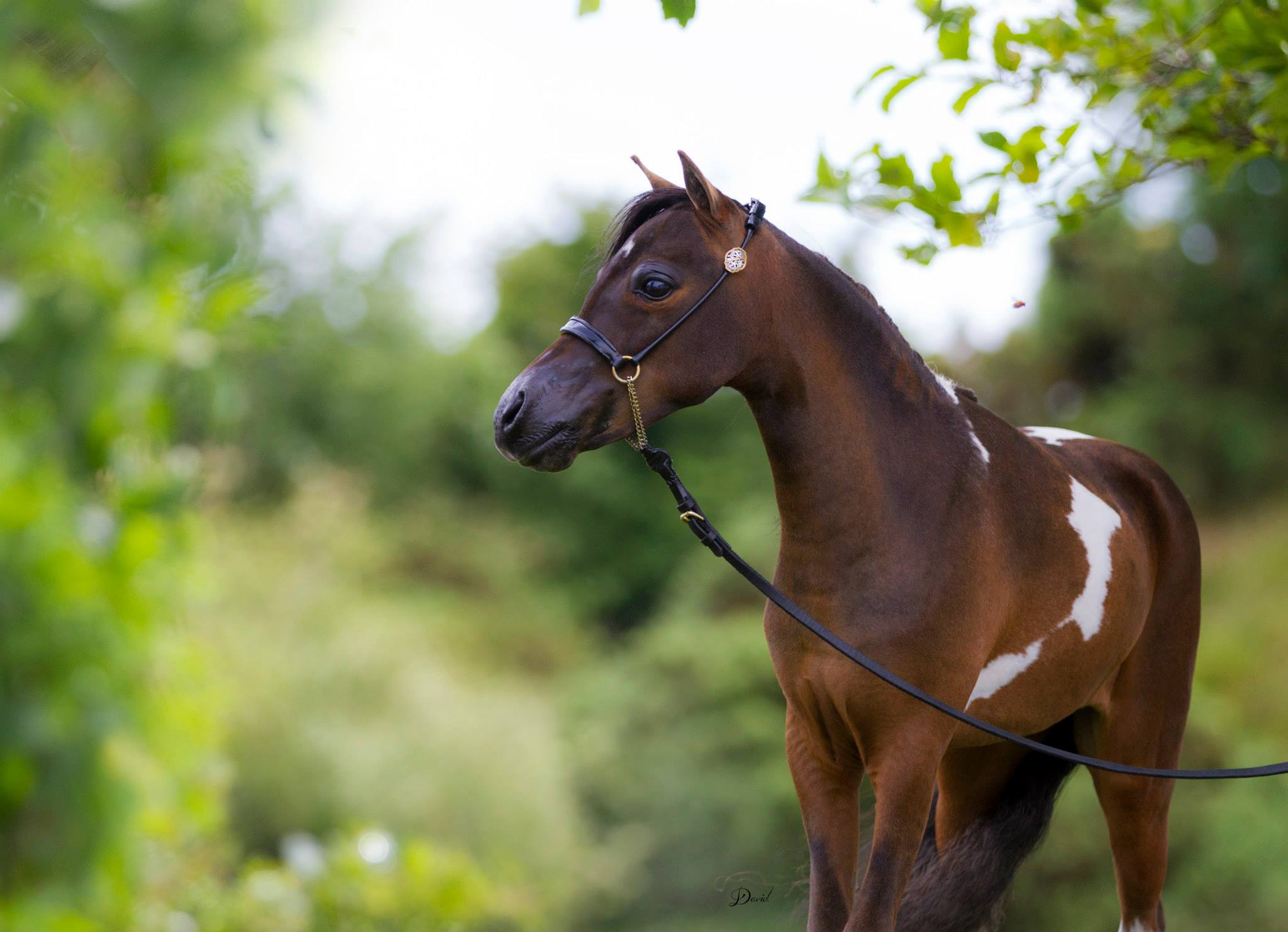 Horse gallery photo 15