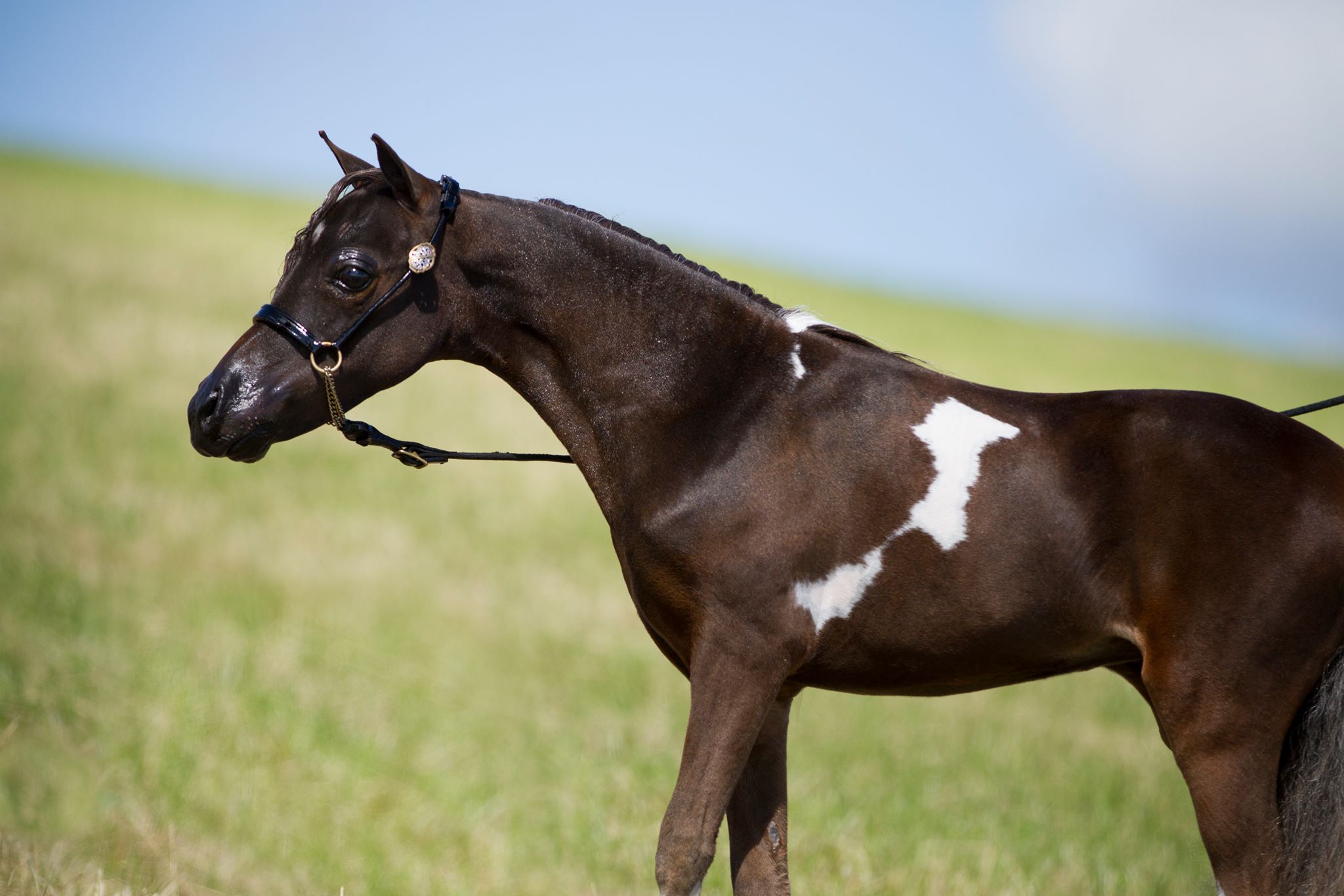 Horse gallery photo 13