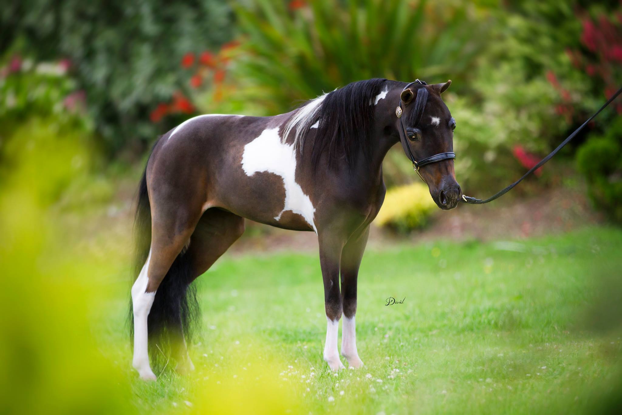 Horse gallery photo 11