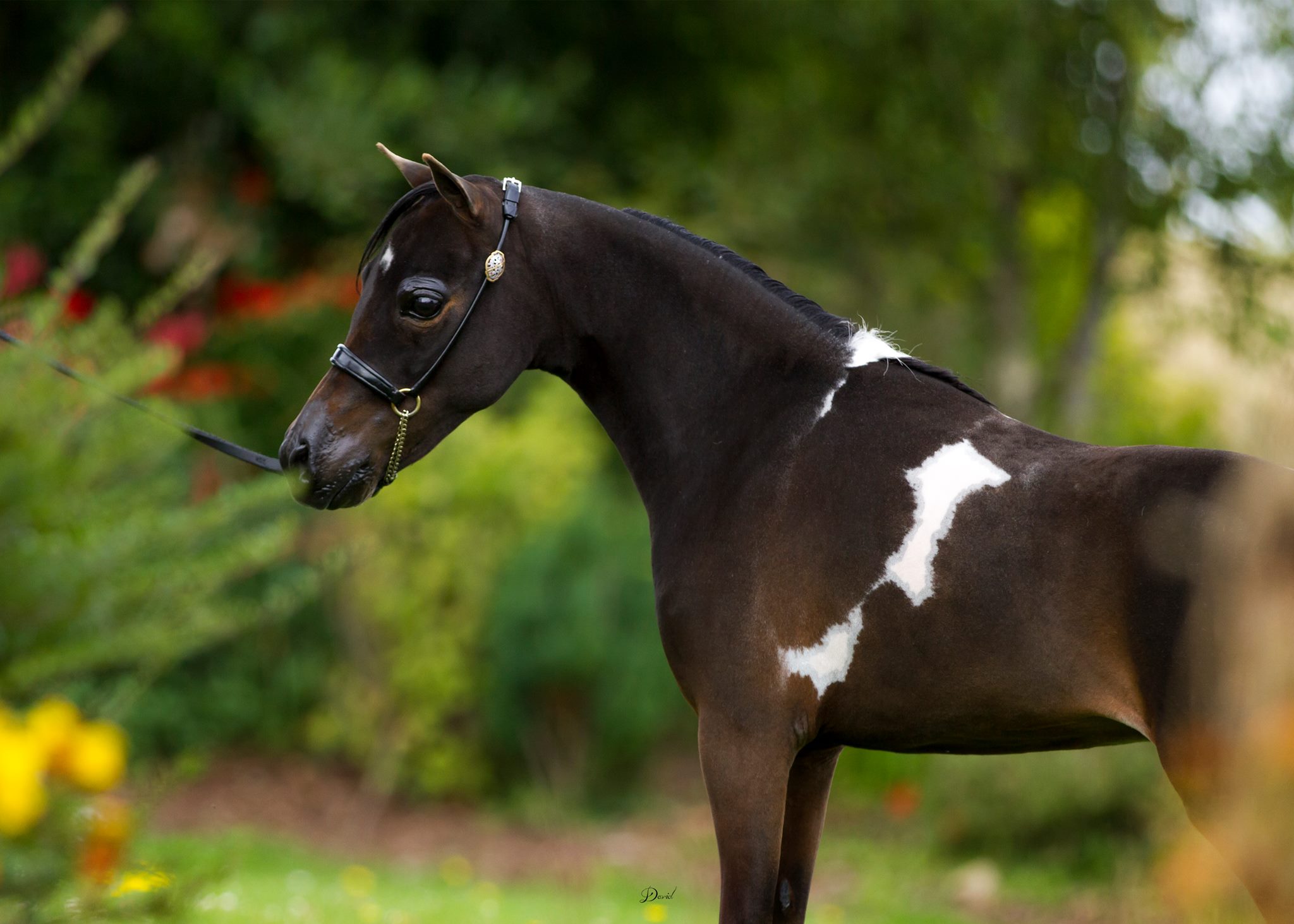 Horse gallery photo 7