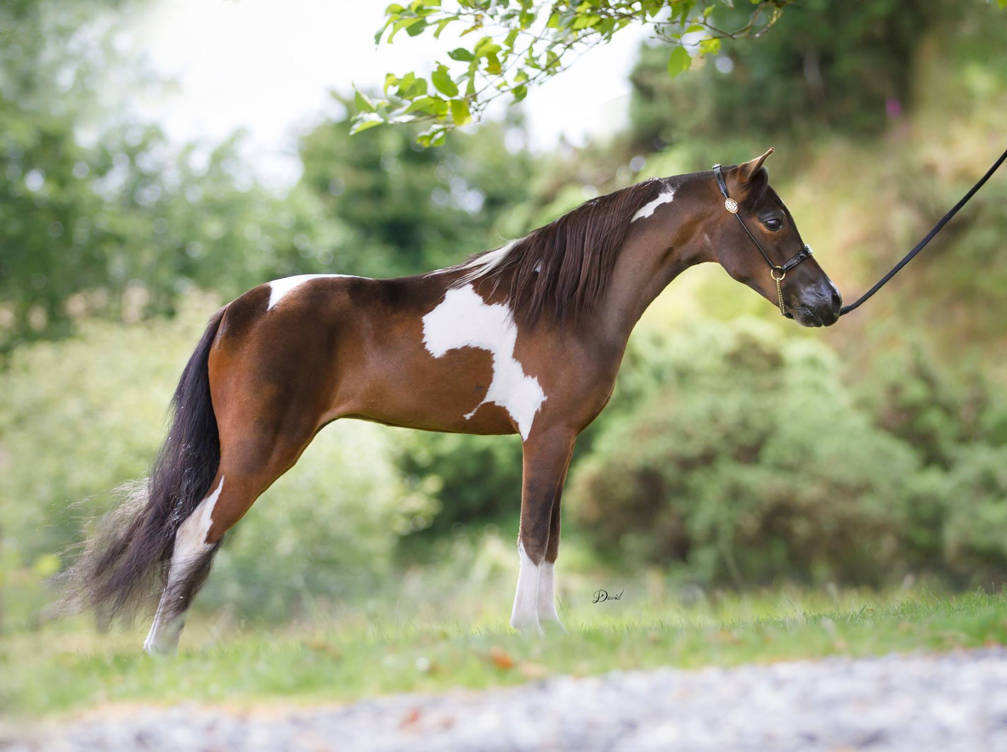 Horse gallery photo 12