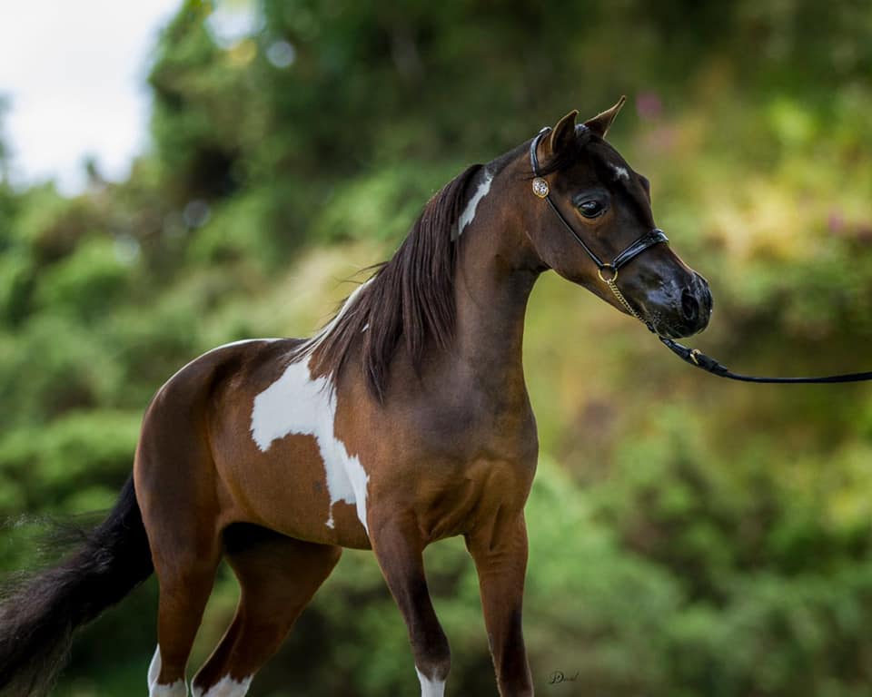 Horse gallery photo 6