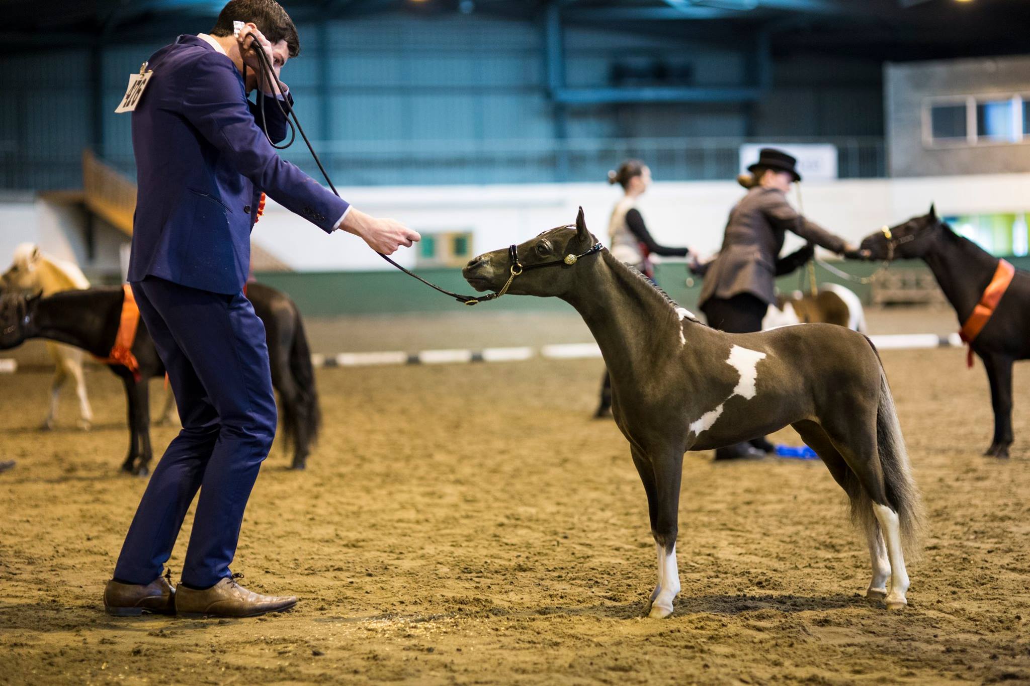 Horse gallery photo 3