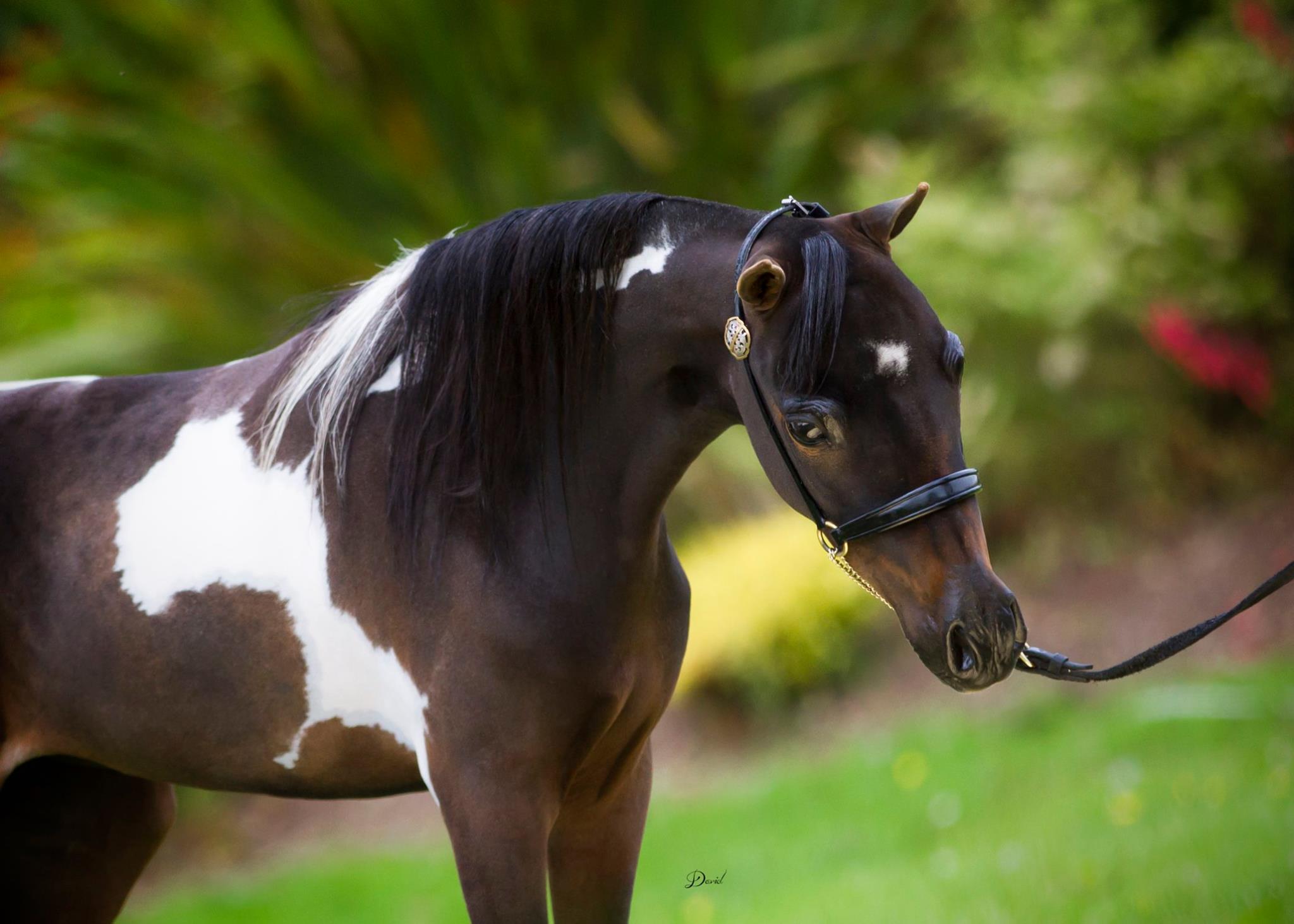 Horse gallery photo 9