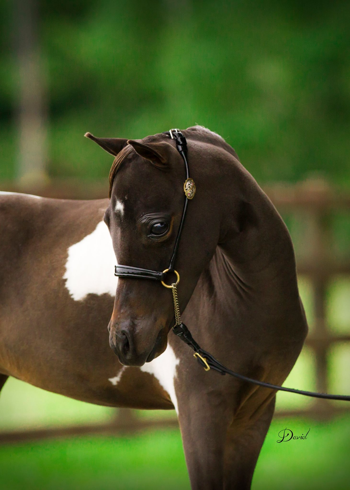 Horse gallery photo 14