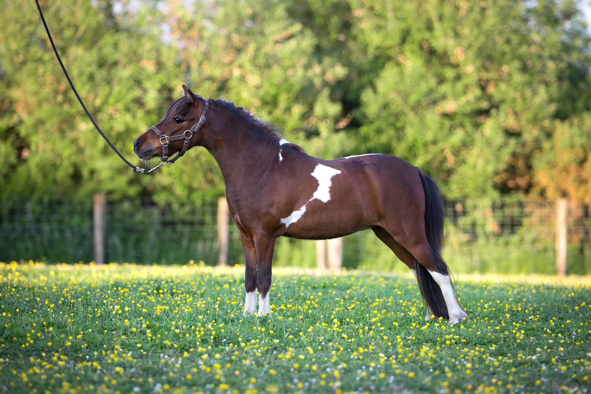 Horse gallery photo 2