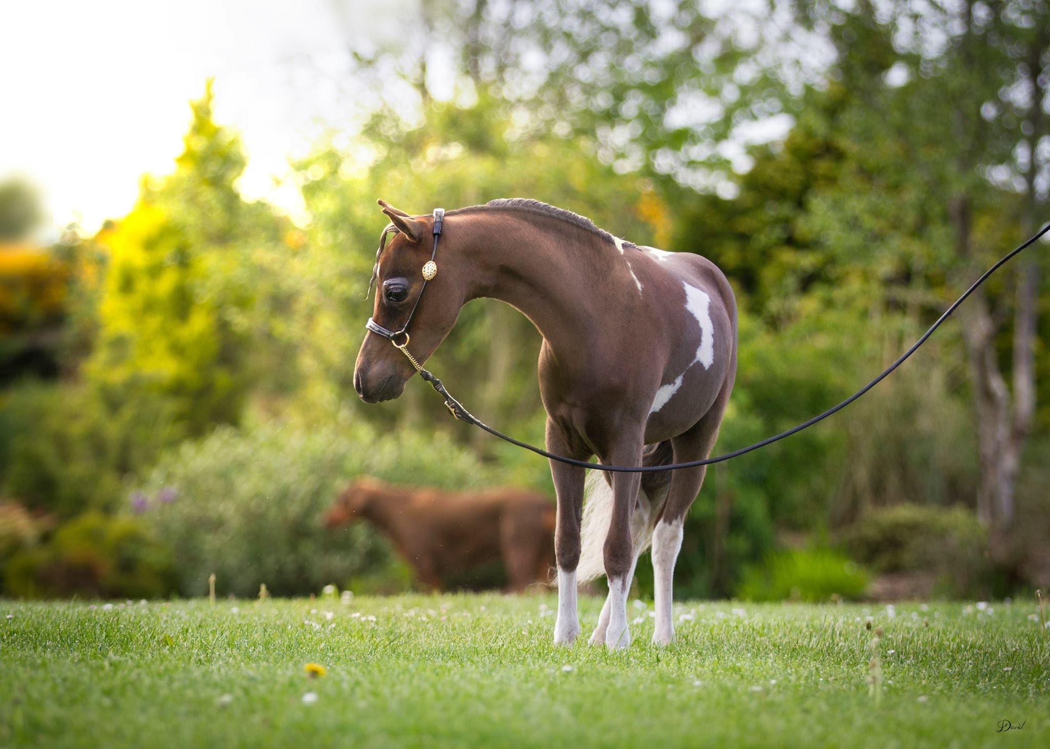 Horse gallery photo 8