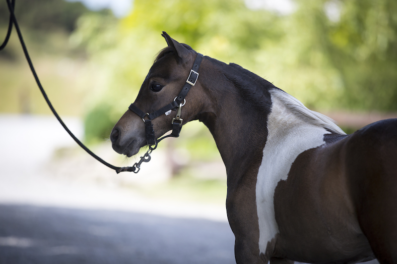 Horse gallery photo 2
