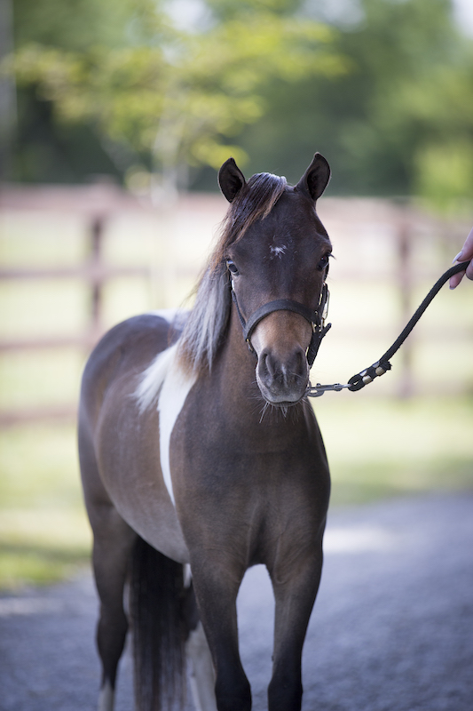 Horse gallery photo 1