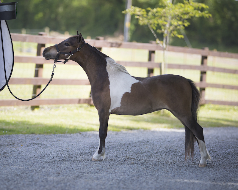 Horse gallery photo 3
