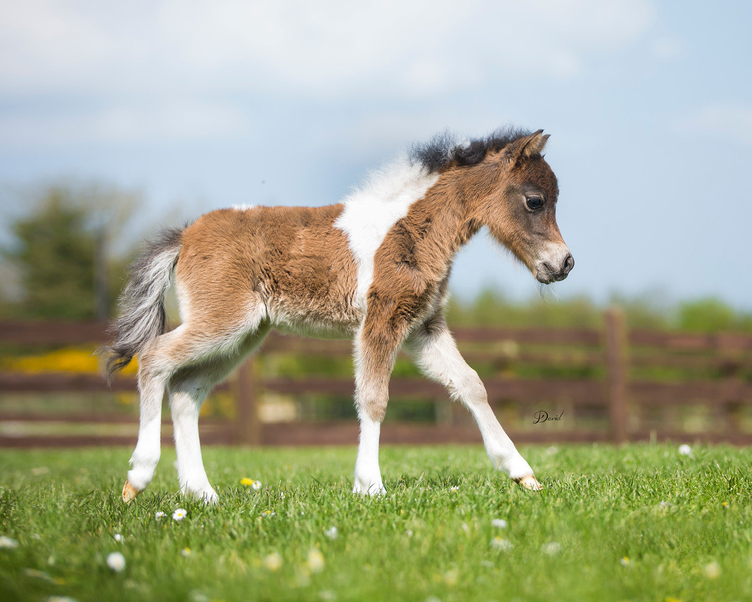 Horse gallery photo 4