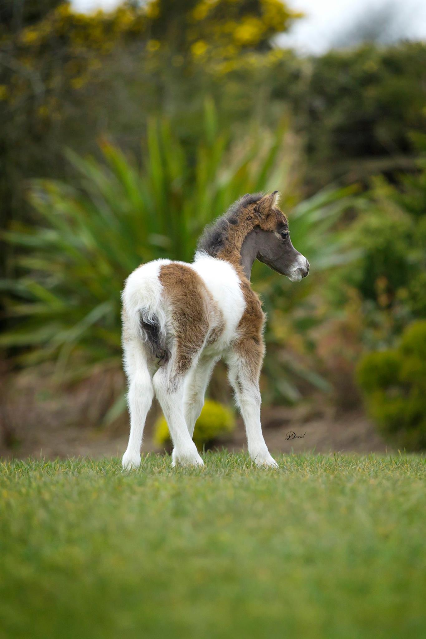 Horse gallery photo 6