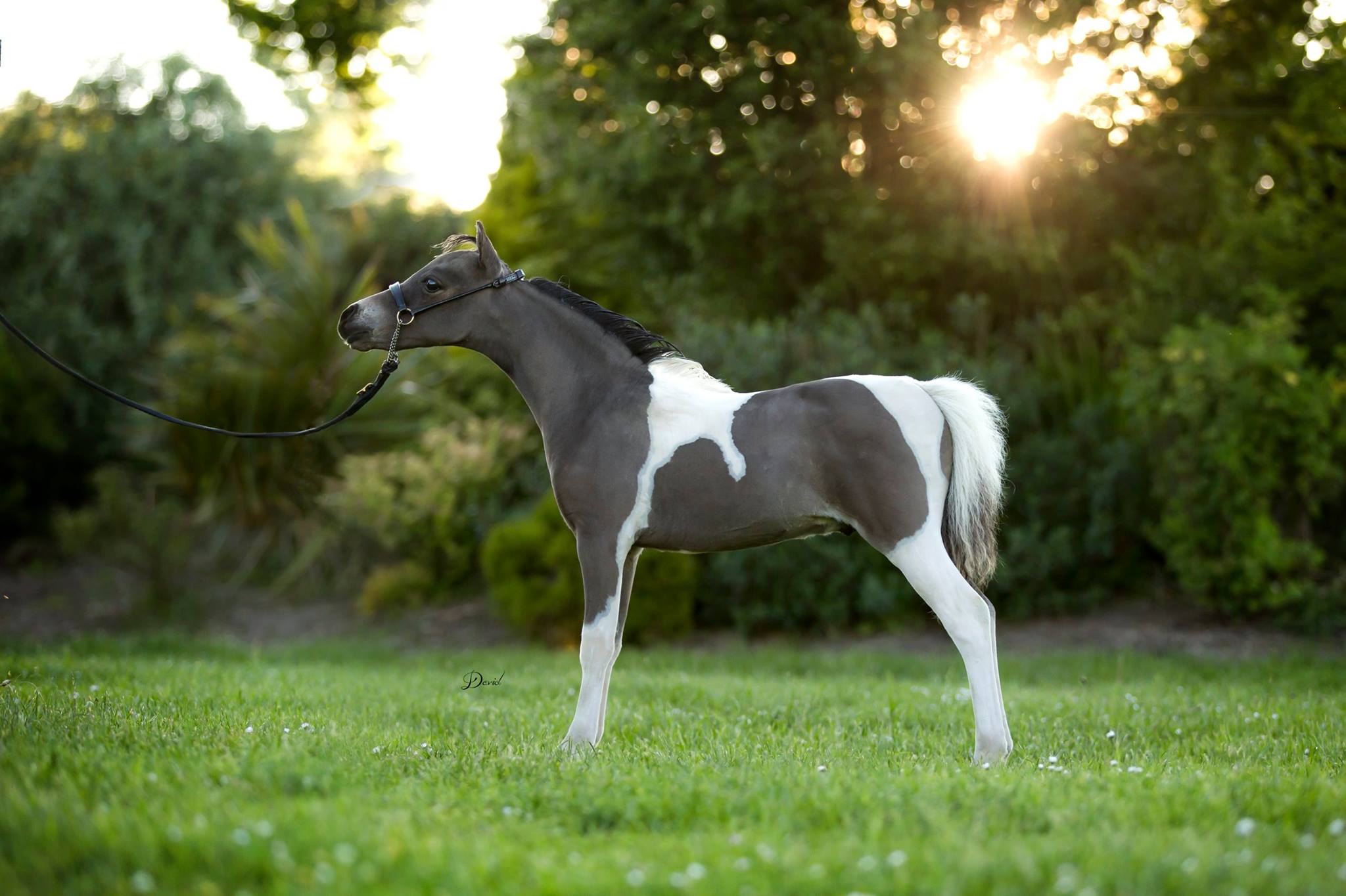 Horse gallery photo 4