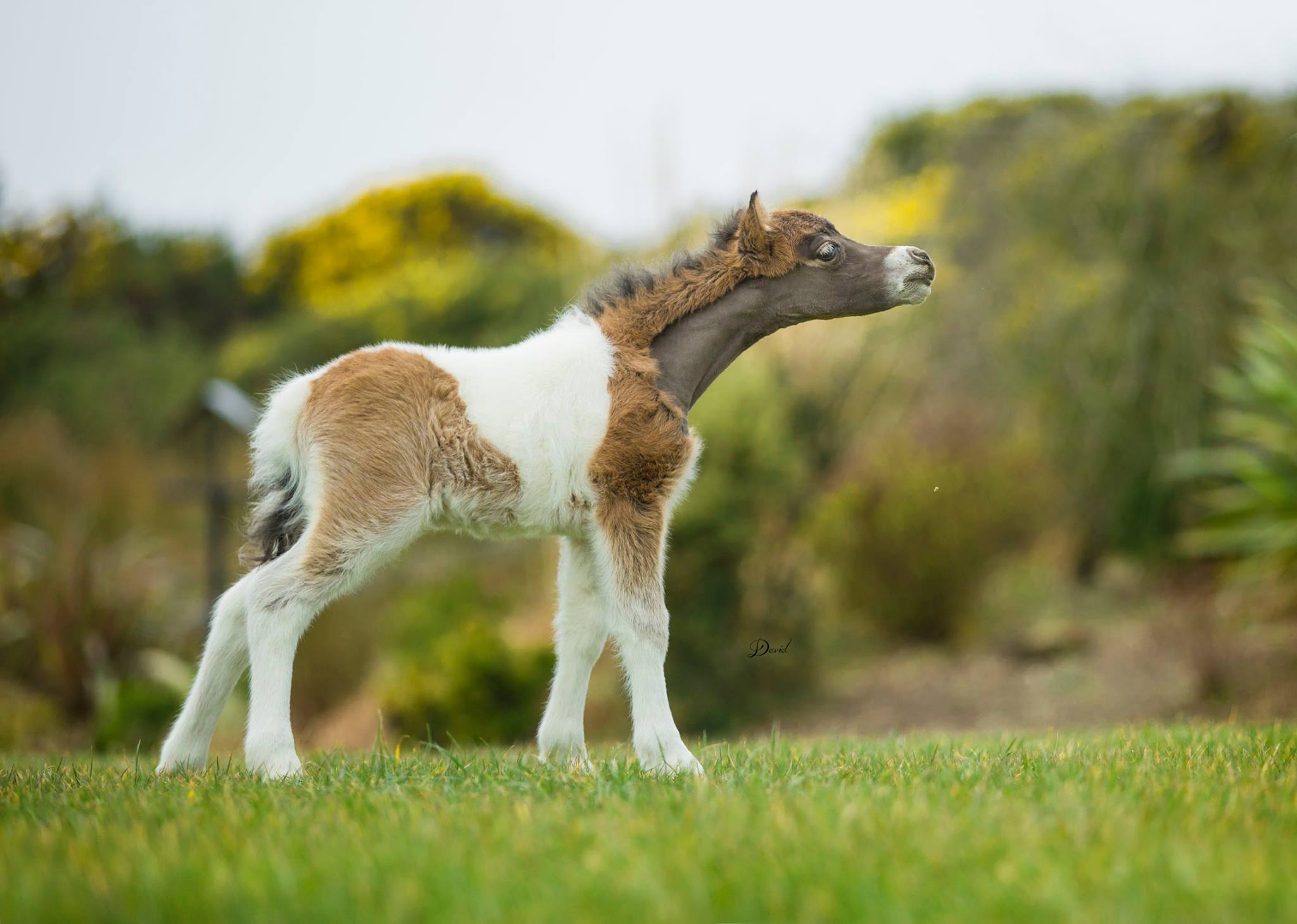 Horse gallery photo 10