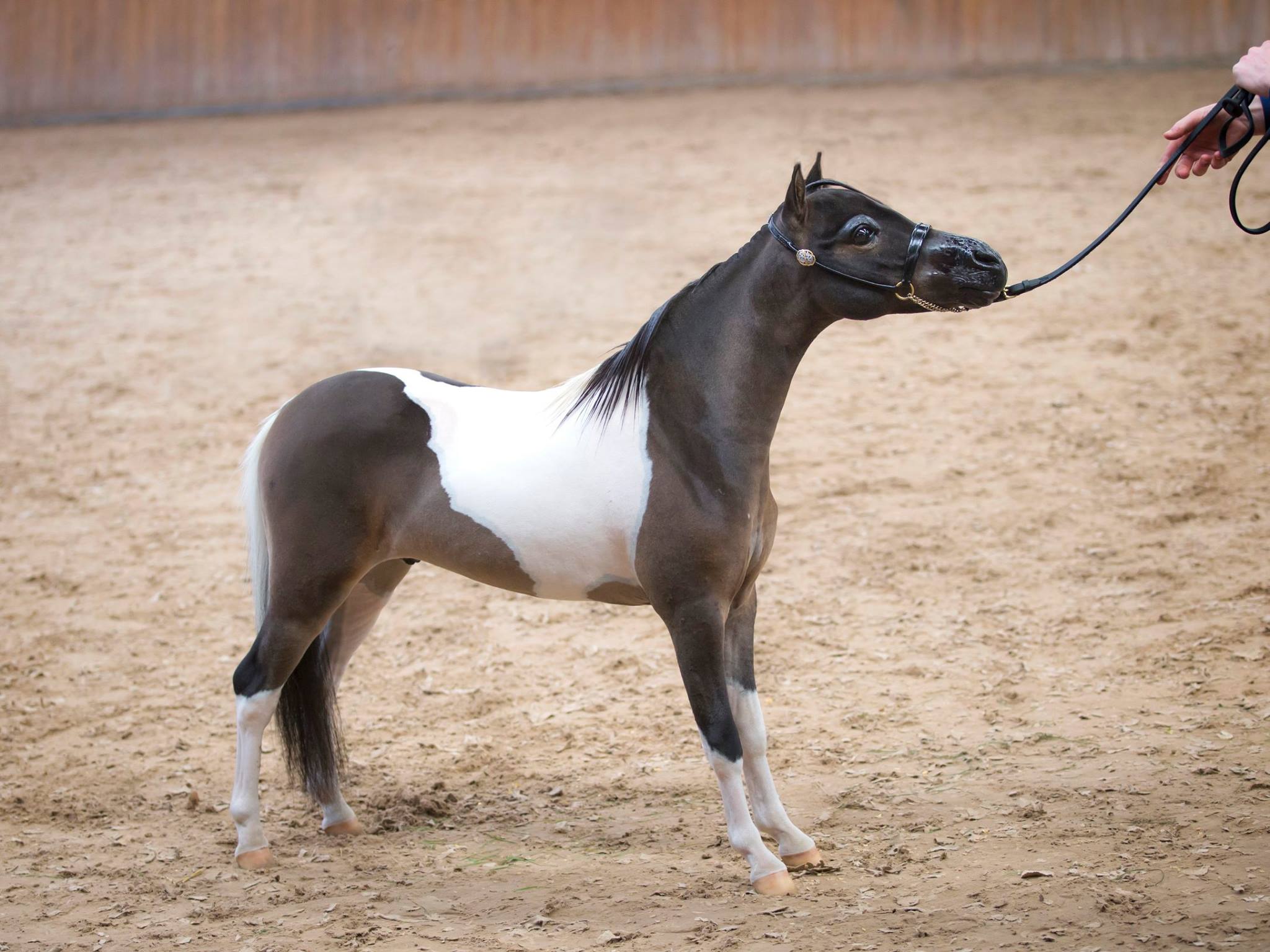 Horse gallery photo 2