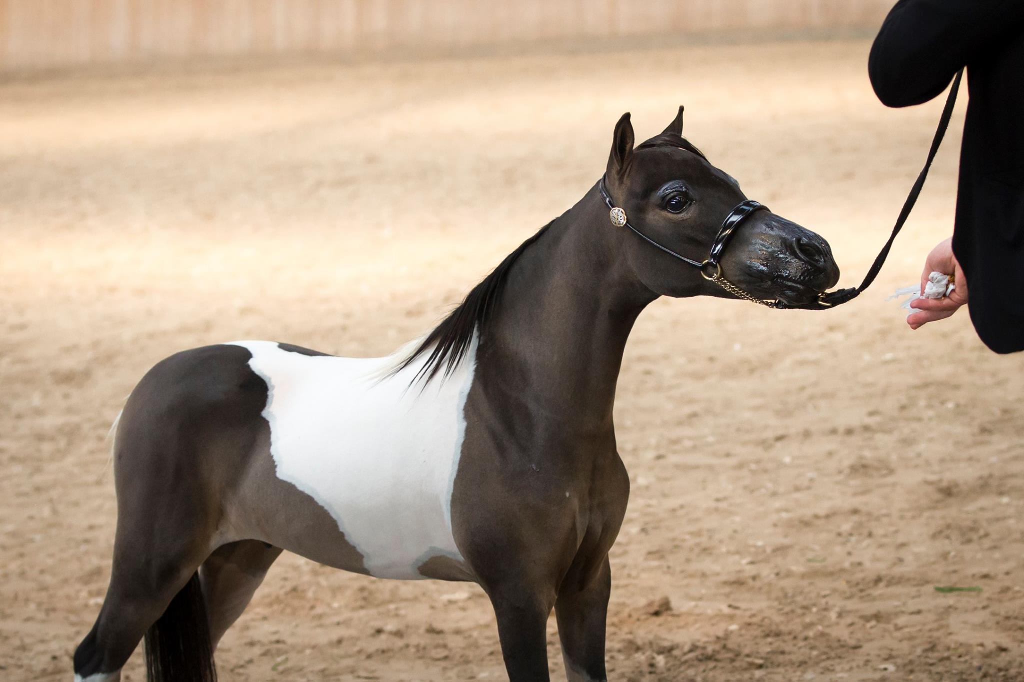 Horse gallery photo 1