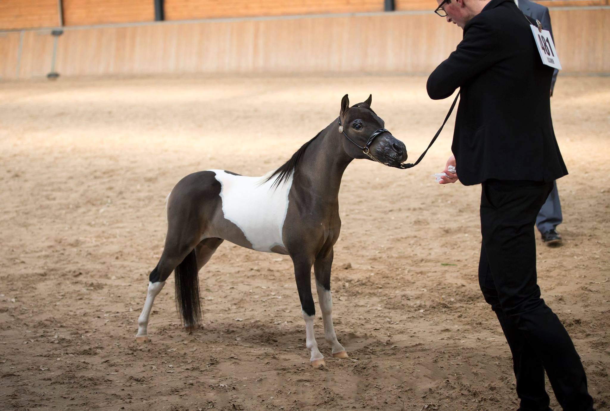 Horse gallery photo 9