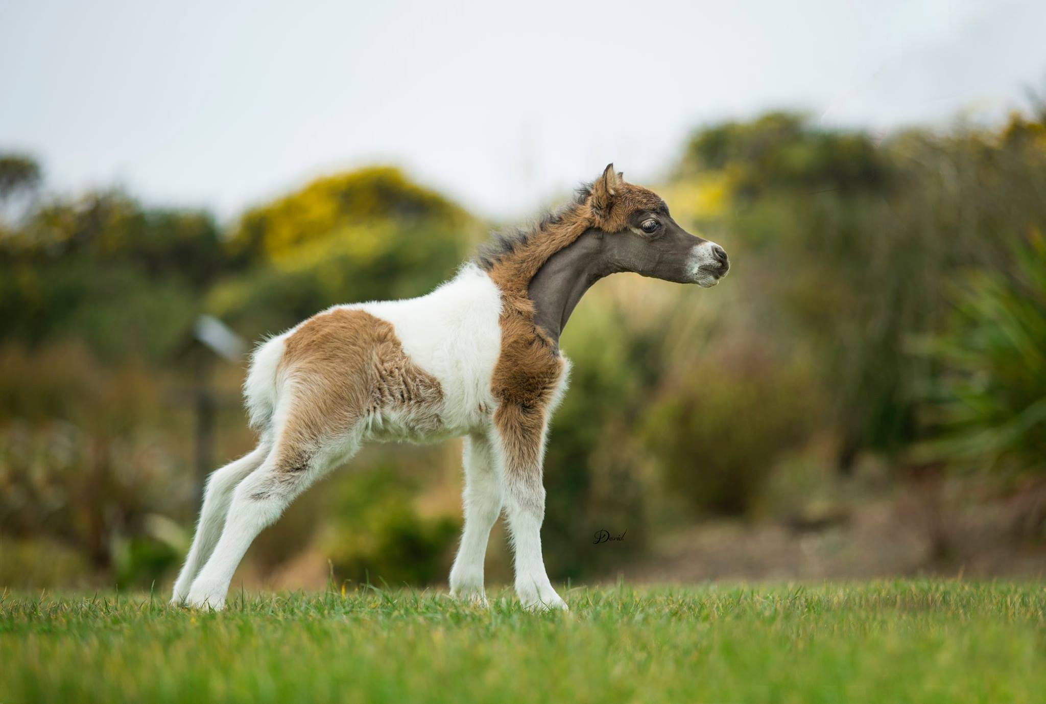 Horse gallery photo 5