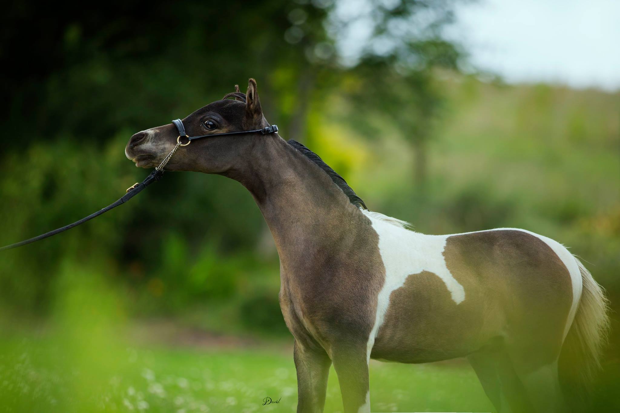 Horse gallery photo 7