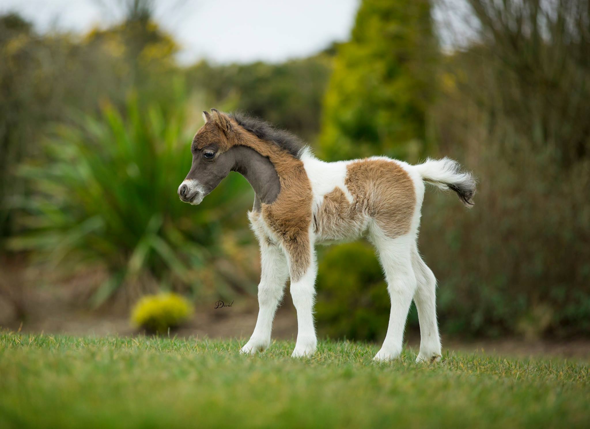 Horse gallery photo 3