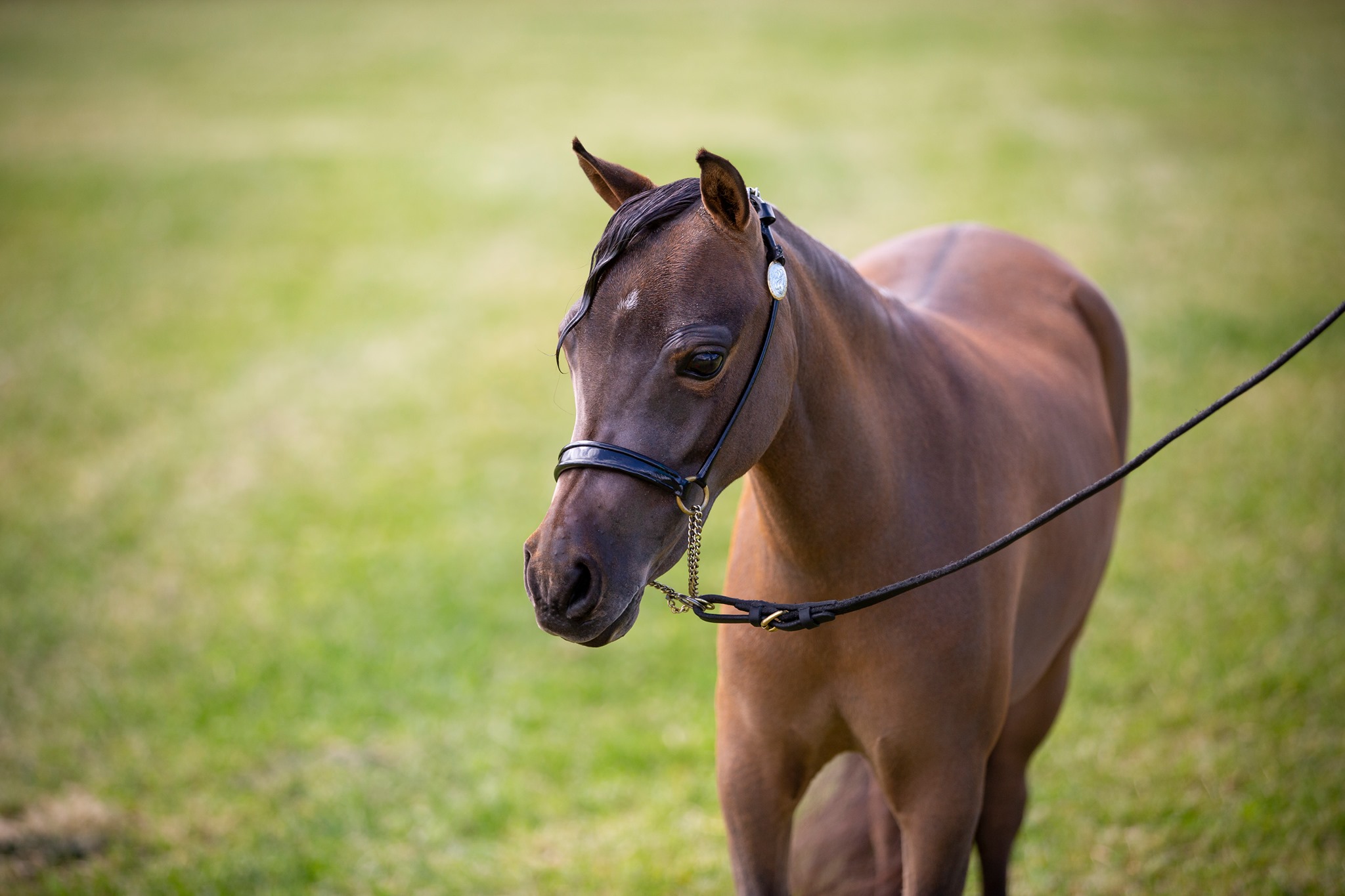 Horse gallery photo 2