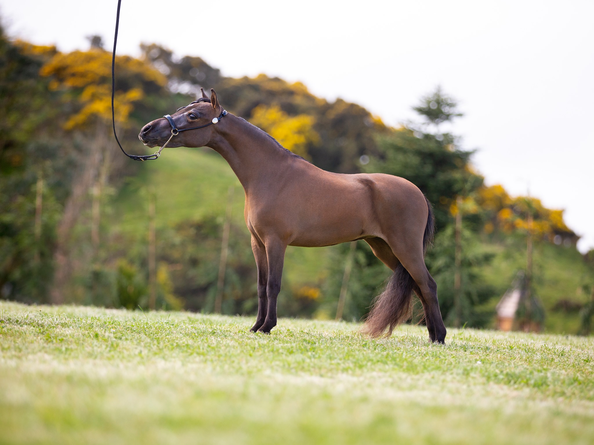 Horse gallery photo 8