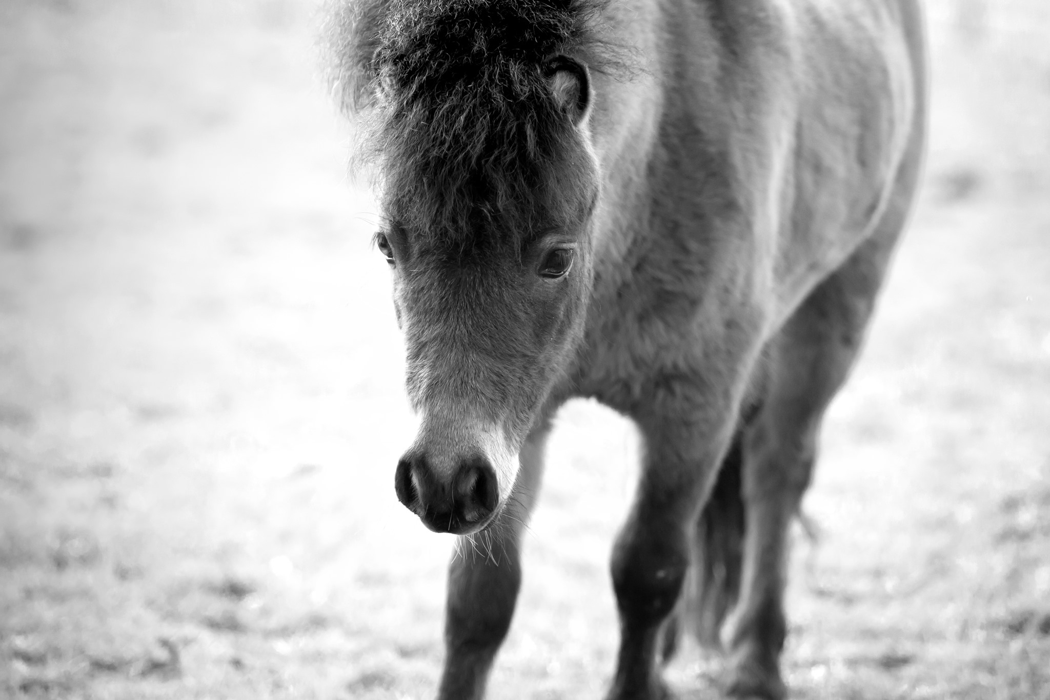 Horse gallery photo 5