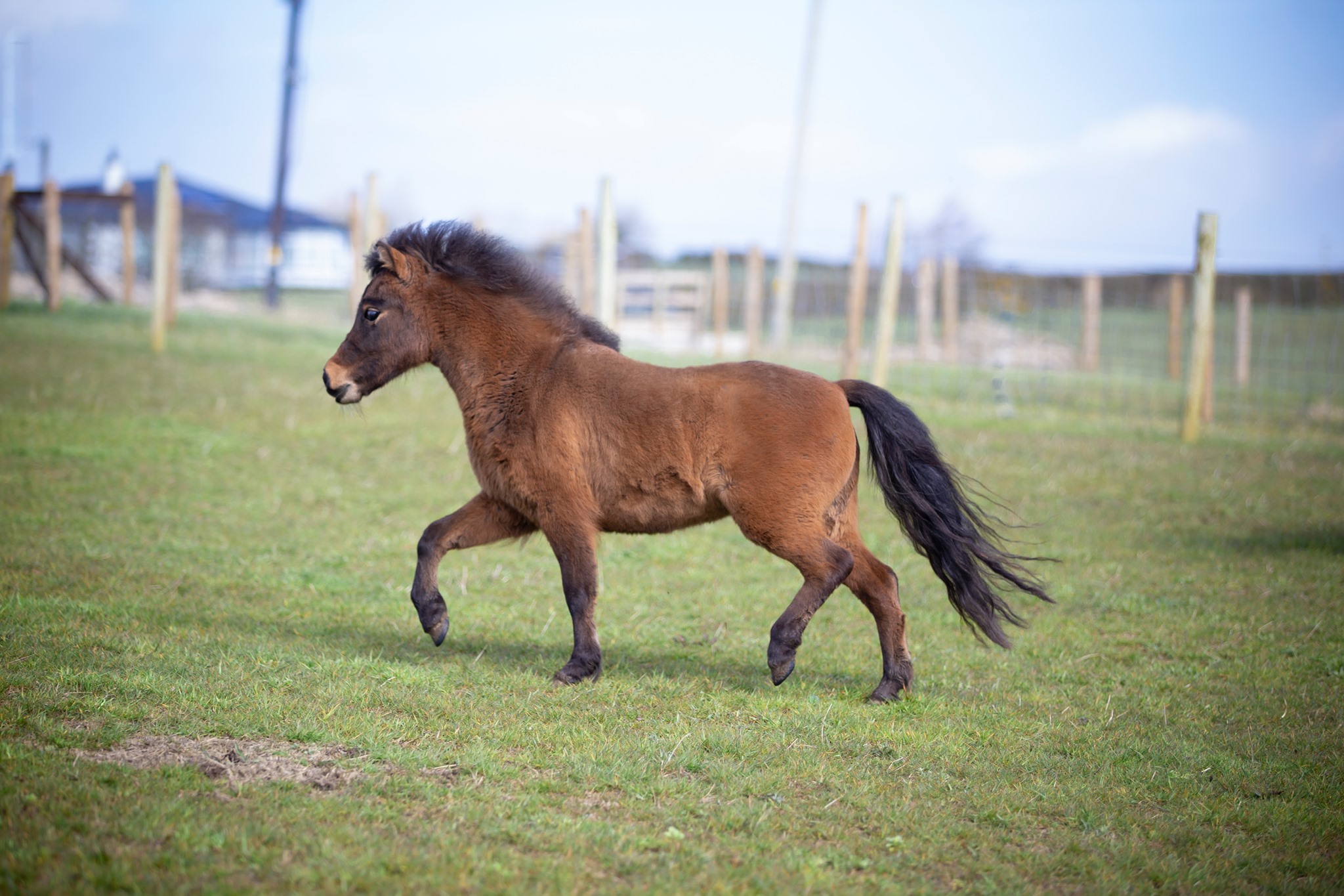Horse gallery photo 6