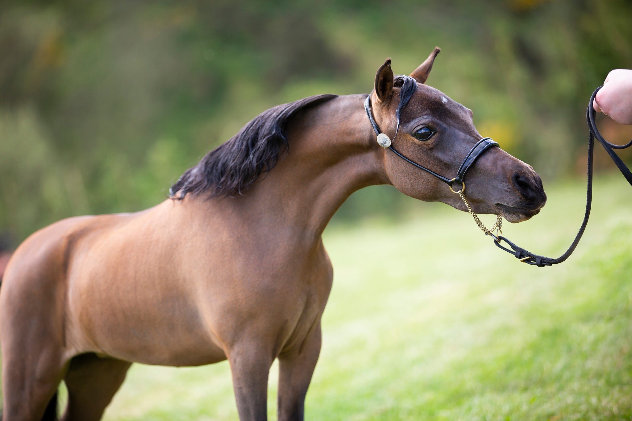 Horse gallery photo 4