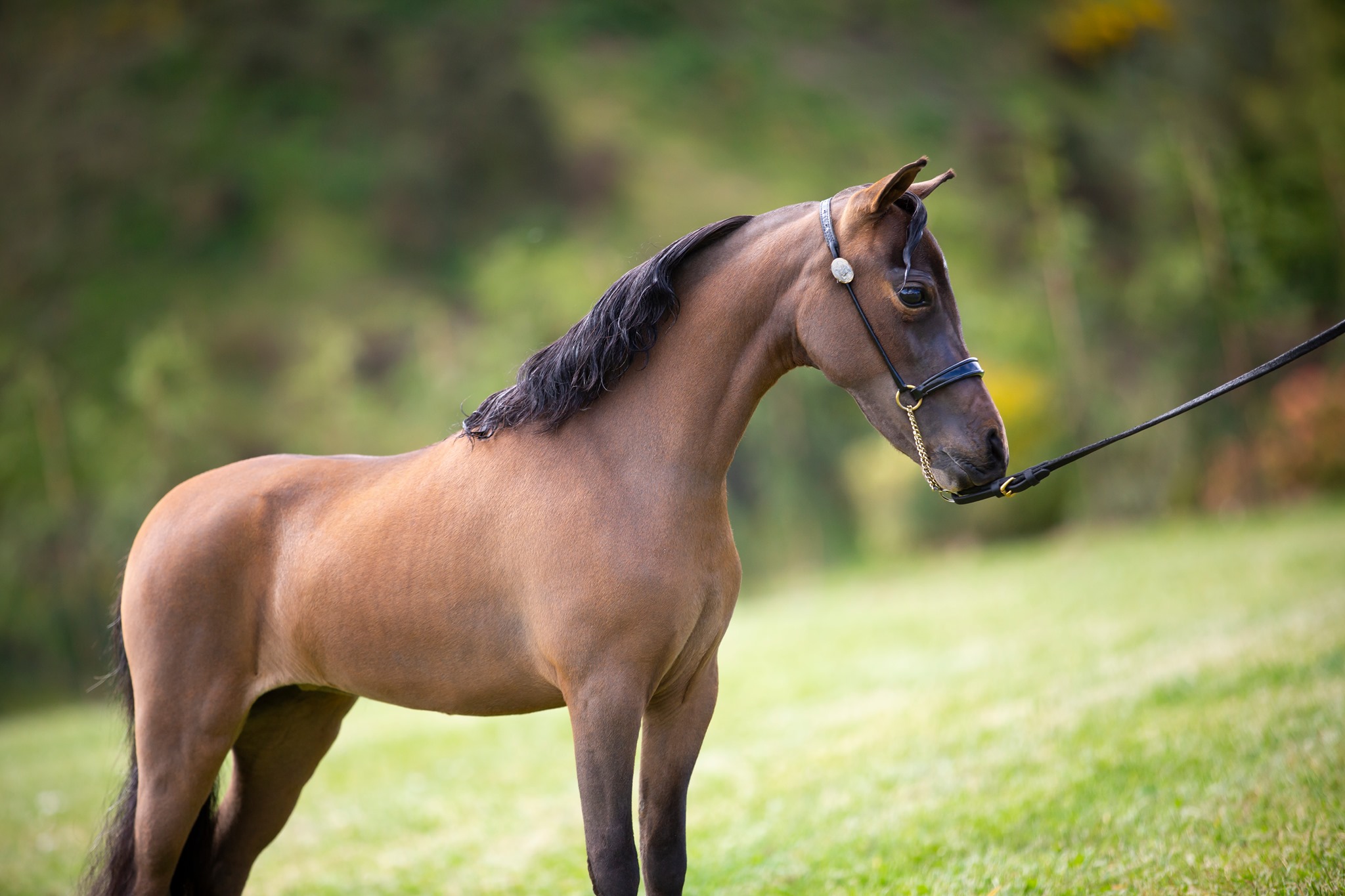 Horse gallery photo 7