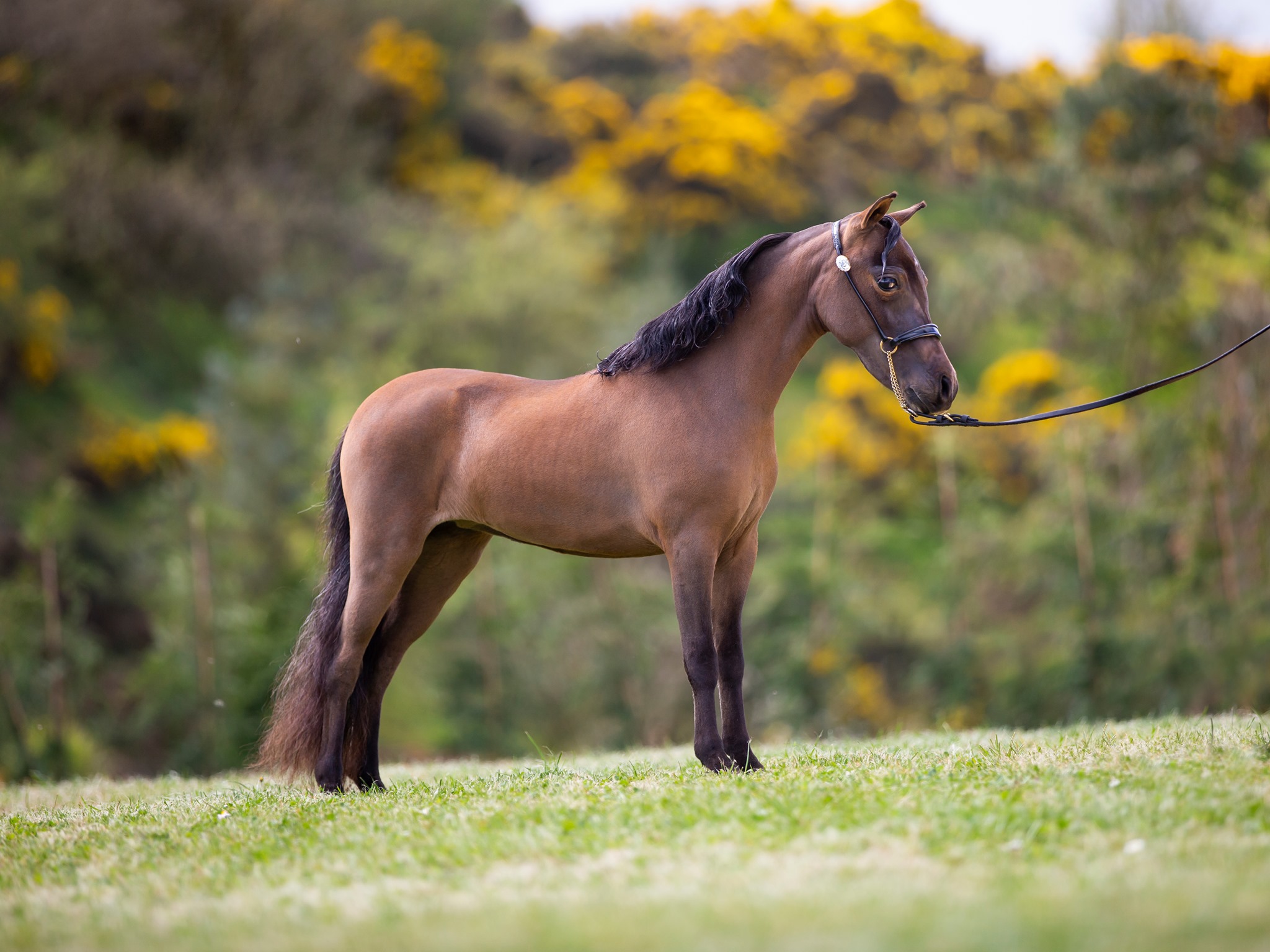 Horse gallery photo 1