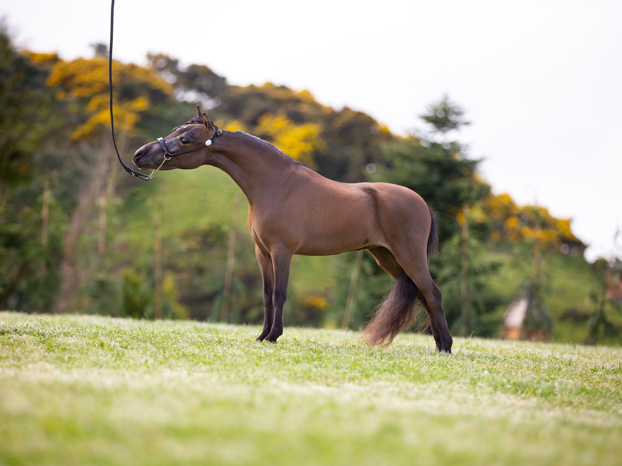 Horse gallery photo 3