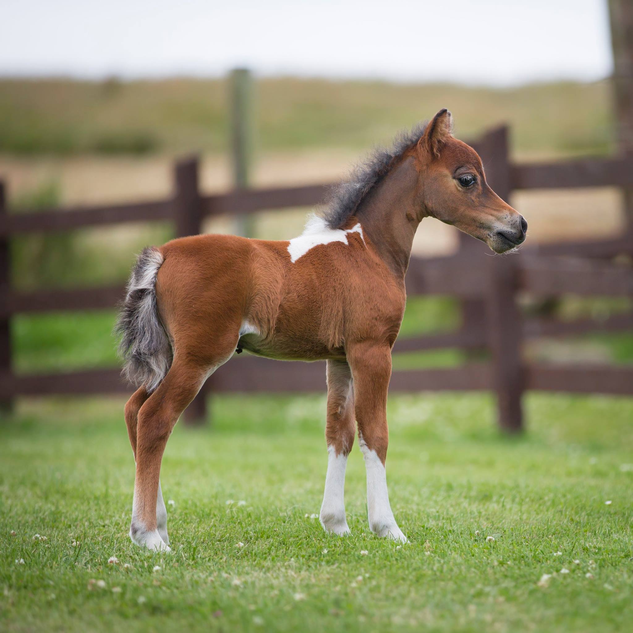 Horse gallery photo 1