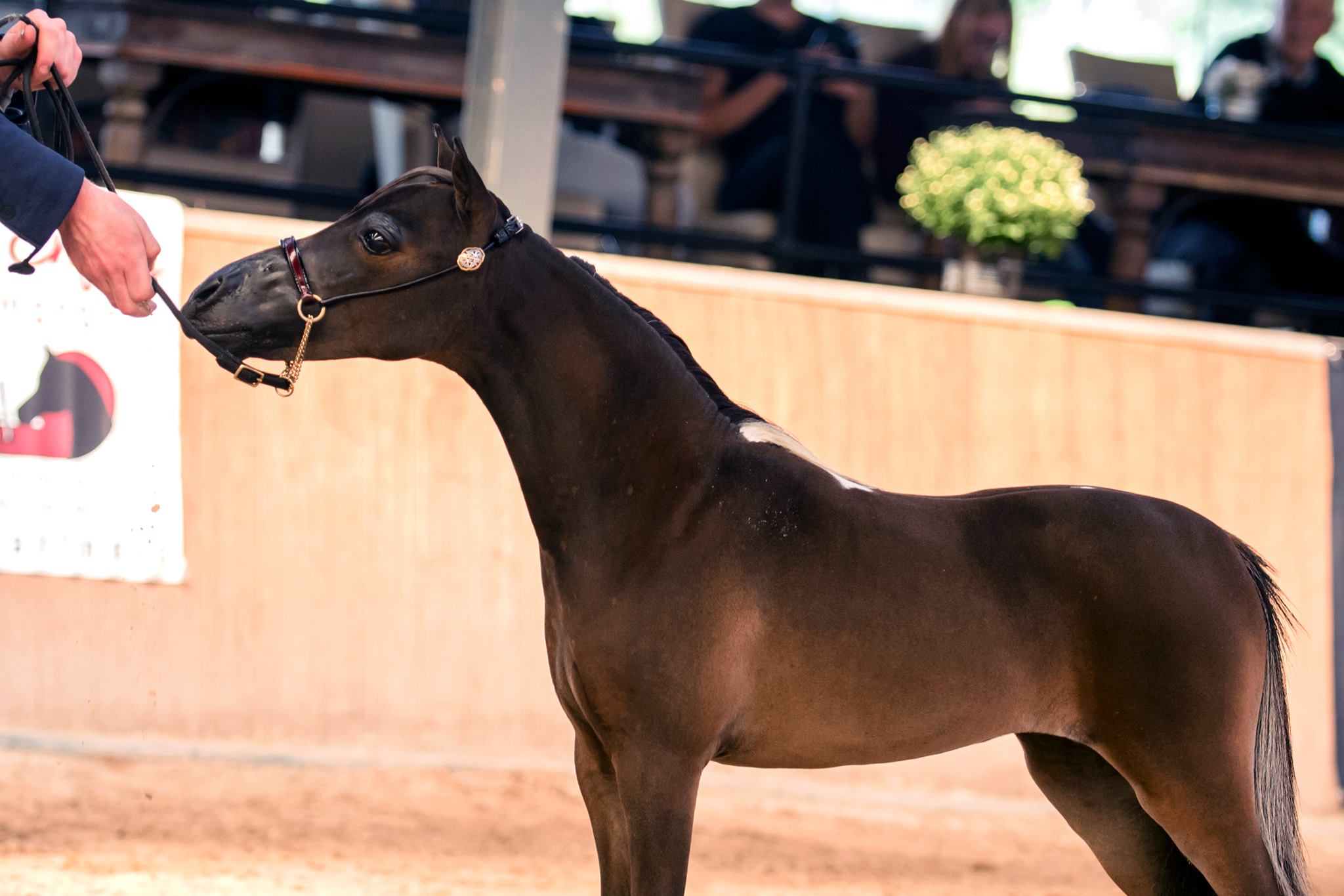 Horse gallery photo 10