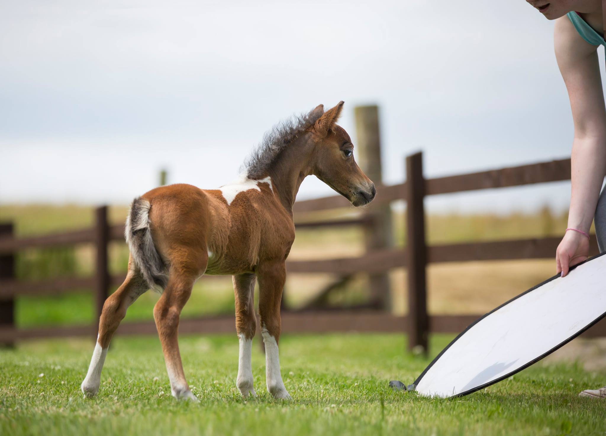 Horse gallery photo 3